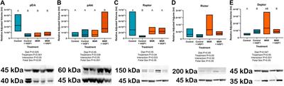 Placental treatment with insulin-like growth factor 1 via nanoparticle differentially impacts vascular remodeling factors in guinea pig sub-placenta/decidua